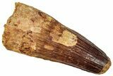 Real Fossil Spinosaurus Tooth - Large Tooth #254838-1